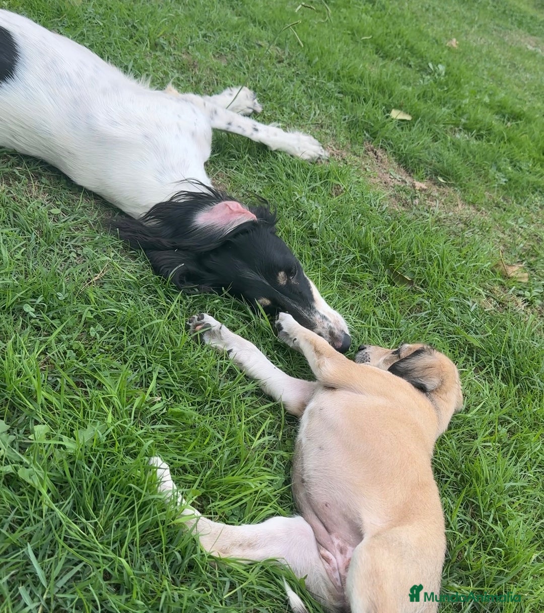 Saluki perros en venta: Camada de Salukis  - Imagen 30