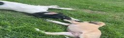 Saluki perros en venta: Camada de Salukis  - Anuncio 29