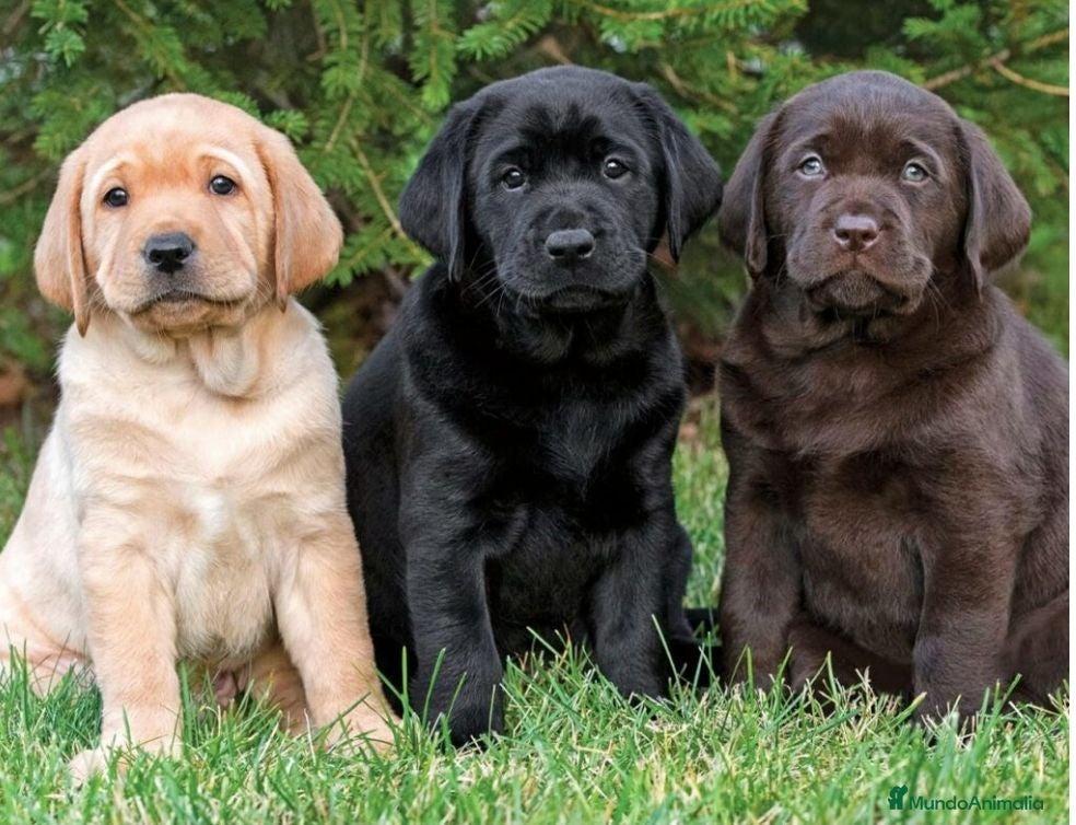 Labrador Retriever perros Compro cachorro de labrador macho o hembra - Anuncio 2