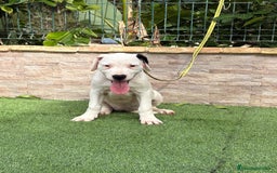 Dogo Argentino perros en venta: Cachorras dogas argentinas  - Imagen 3