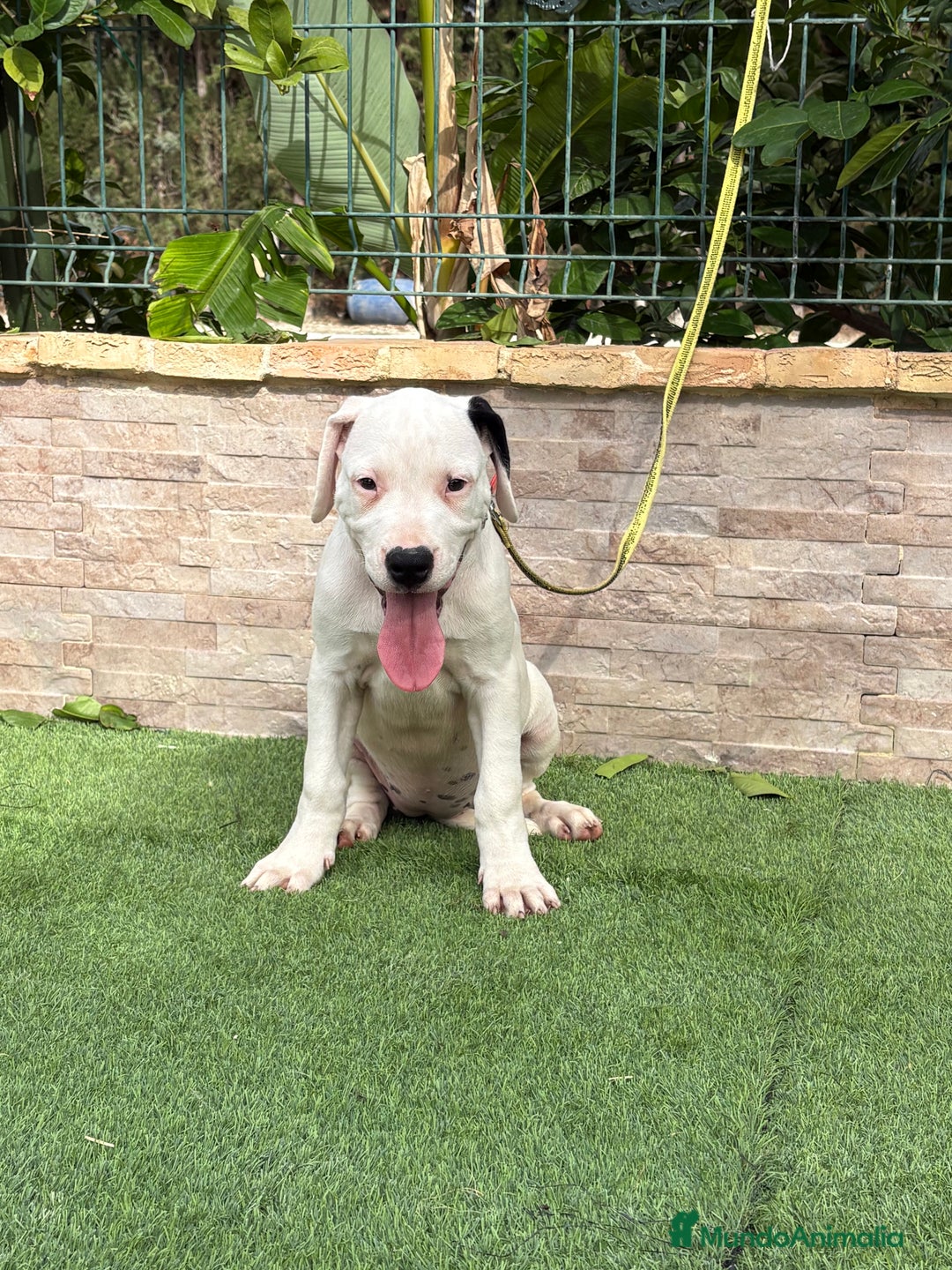 Dogo Argentino perros en venta: Cachorras dogas argentinas  - Imagen 3