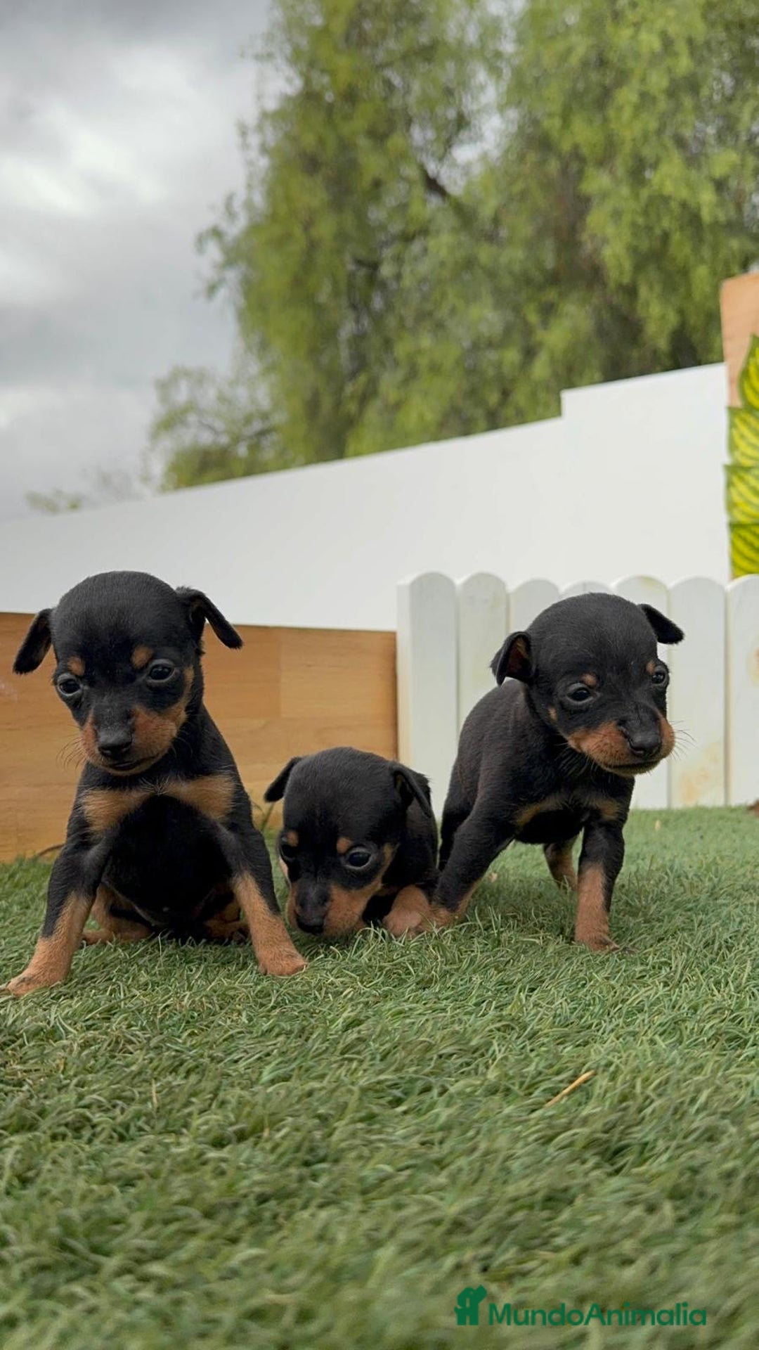 Pinscher Miniatura perros en venta: PINSCHER MINIATURA - Imagen 15