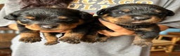 Rottweiler perros en venta: ROTTWEILER - Anuncio 3