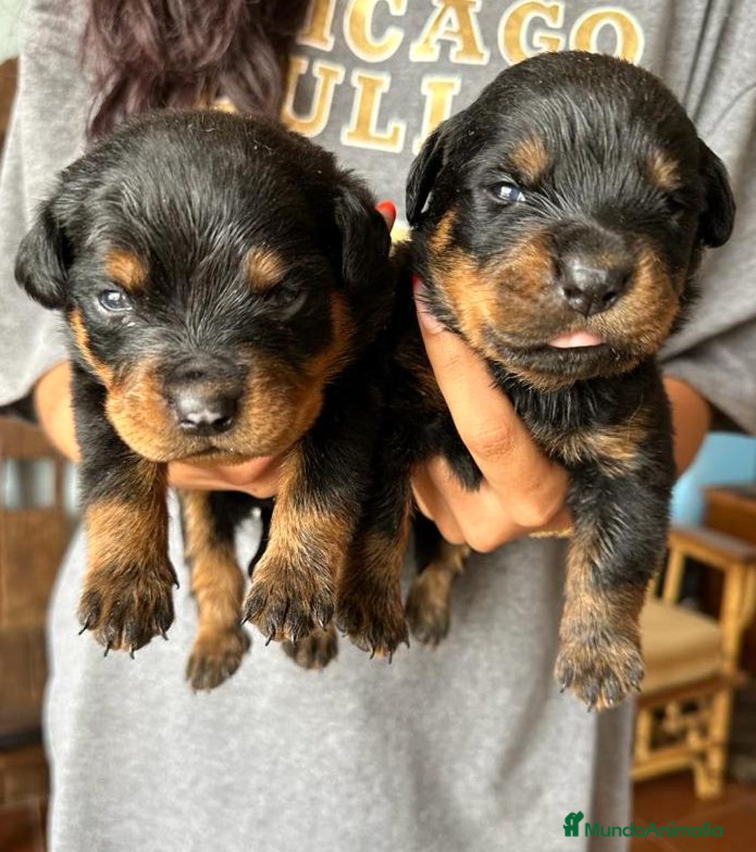 Rottweiler perros en venta: ROTTWEILER - Anuncio 3