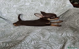 Chihuahua perros en venta: Chihuahuas  - Imagen 3