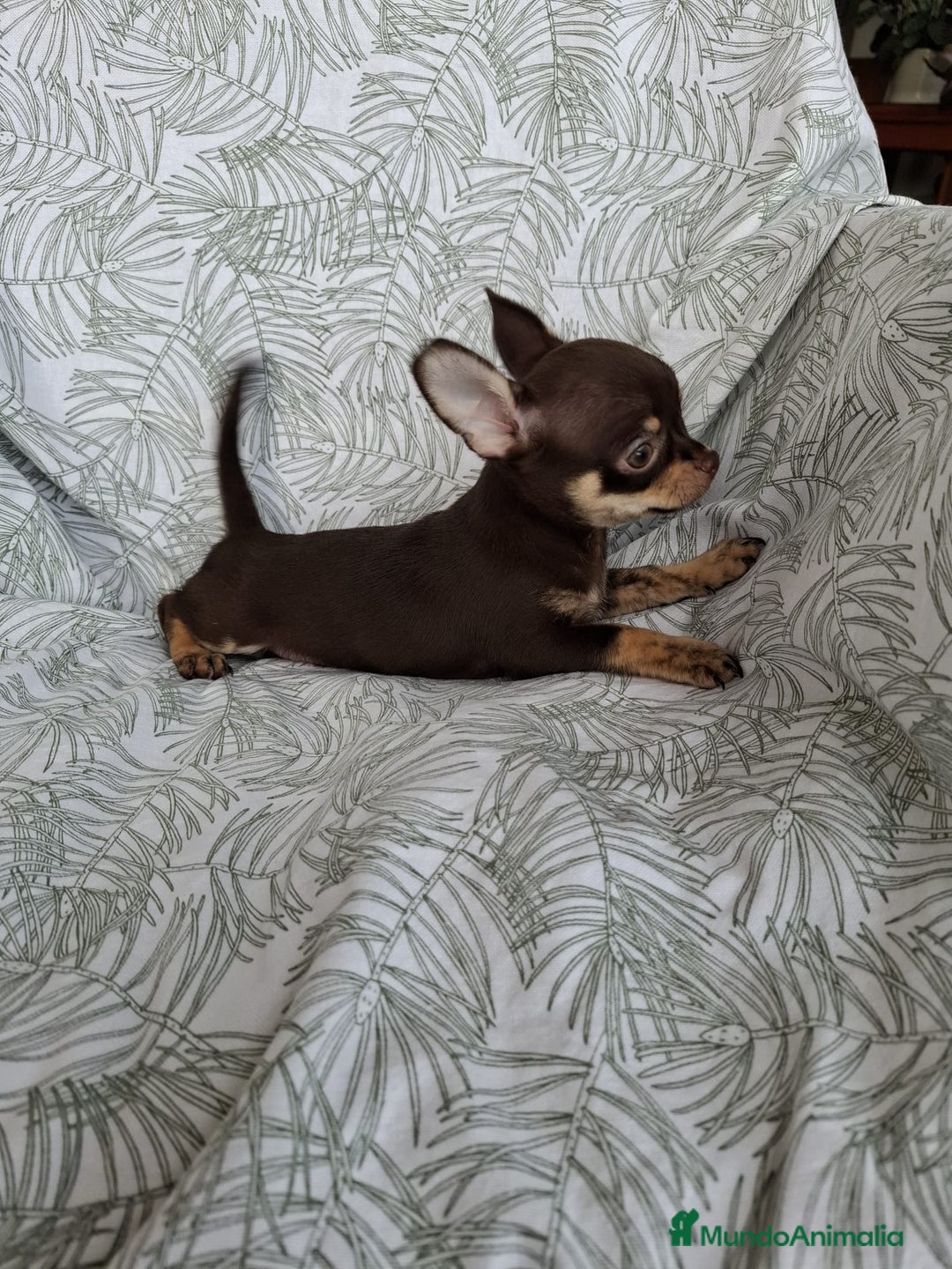 Chihuahua perros en venta: Chihuahuas  - Imagen 3