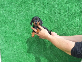 Teckel Miniatura perros - Anuncio 19