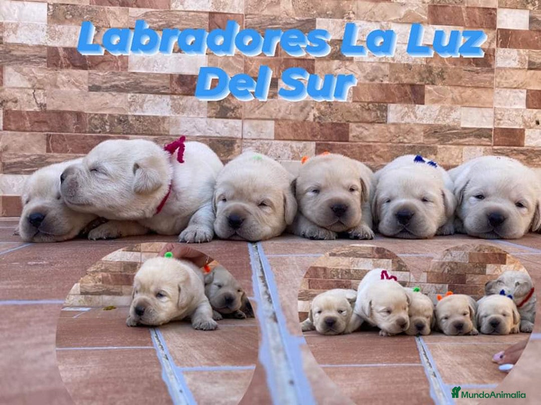 Labrador Retriever perros en venta: Cachorros de labrador amarillo  - Imagen 7