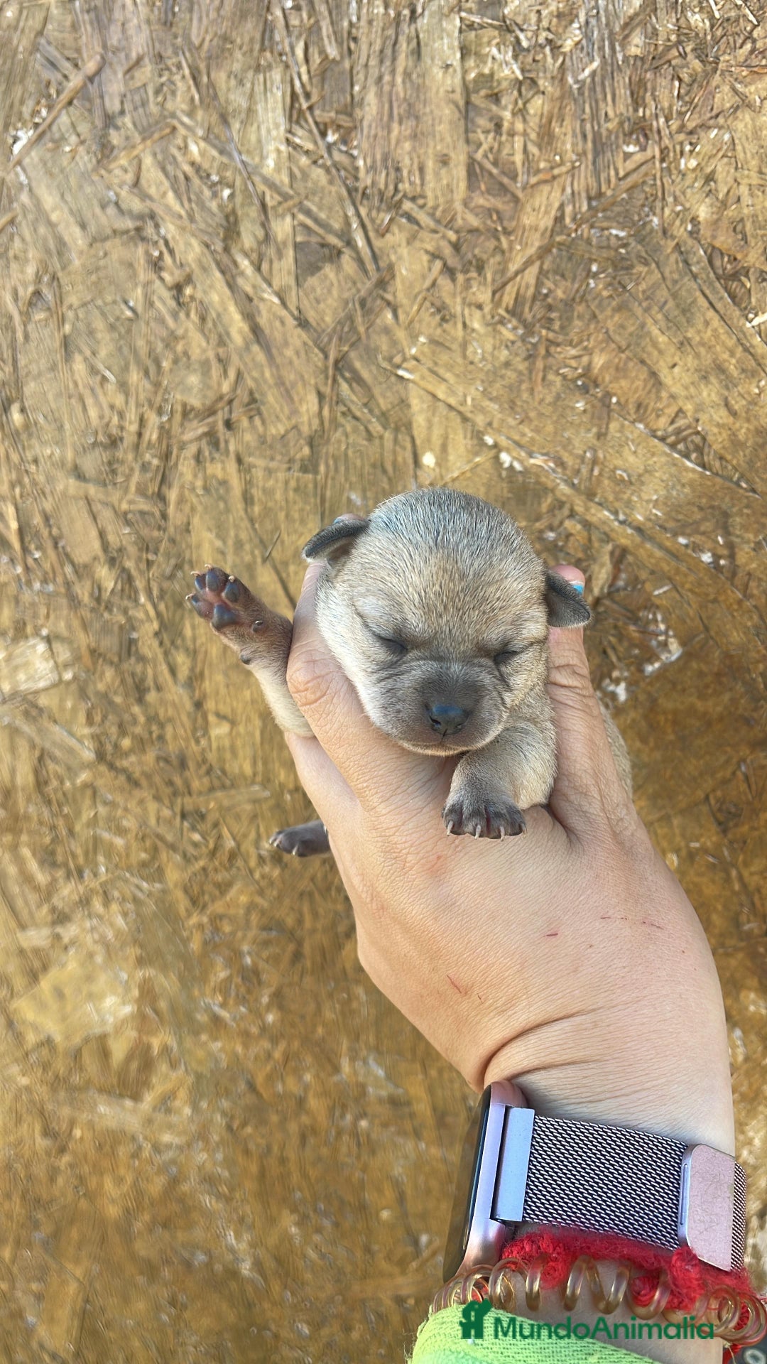 Chihuahua perros en venta: Chihuahuas disponibles - Imagen 1