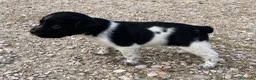 Épagneul Breton perros en venta: Epagneul bretón  - Anuncio 6