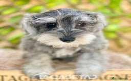 Schnauzer Miniatura perros en venta: Camada de Xiomara en Madrid - Imagen 1