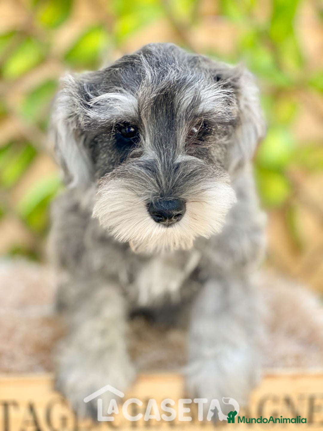 Schnauzer Miniatura perros en venta: Camada de Xiomara en Madrid - Imagen 1