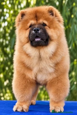 Chow Chow perros Cachorros de Chow Chow - Anuncio 2