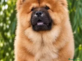 Chow Chow perros Cachorros de Chow Chow - Anuncio 2