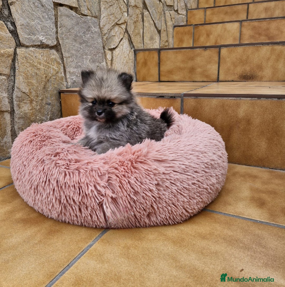 Pomerania perros en venta: Lulú de pomerania  - Anuncio 1