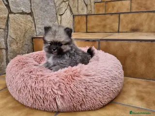 Pomerania perros Lulú de pomerania - Anuncio 34