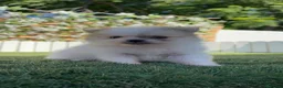 Pomerania perros en venta: POMERANIA - Anuncio 17