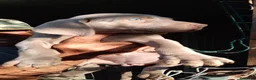 Weimaraner perros en venta: Cachorros Weimaraner  - Anuncio 5