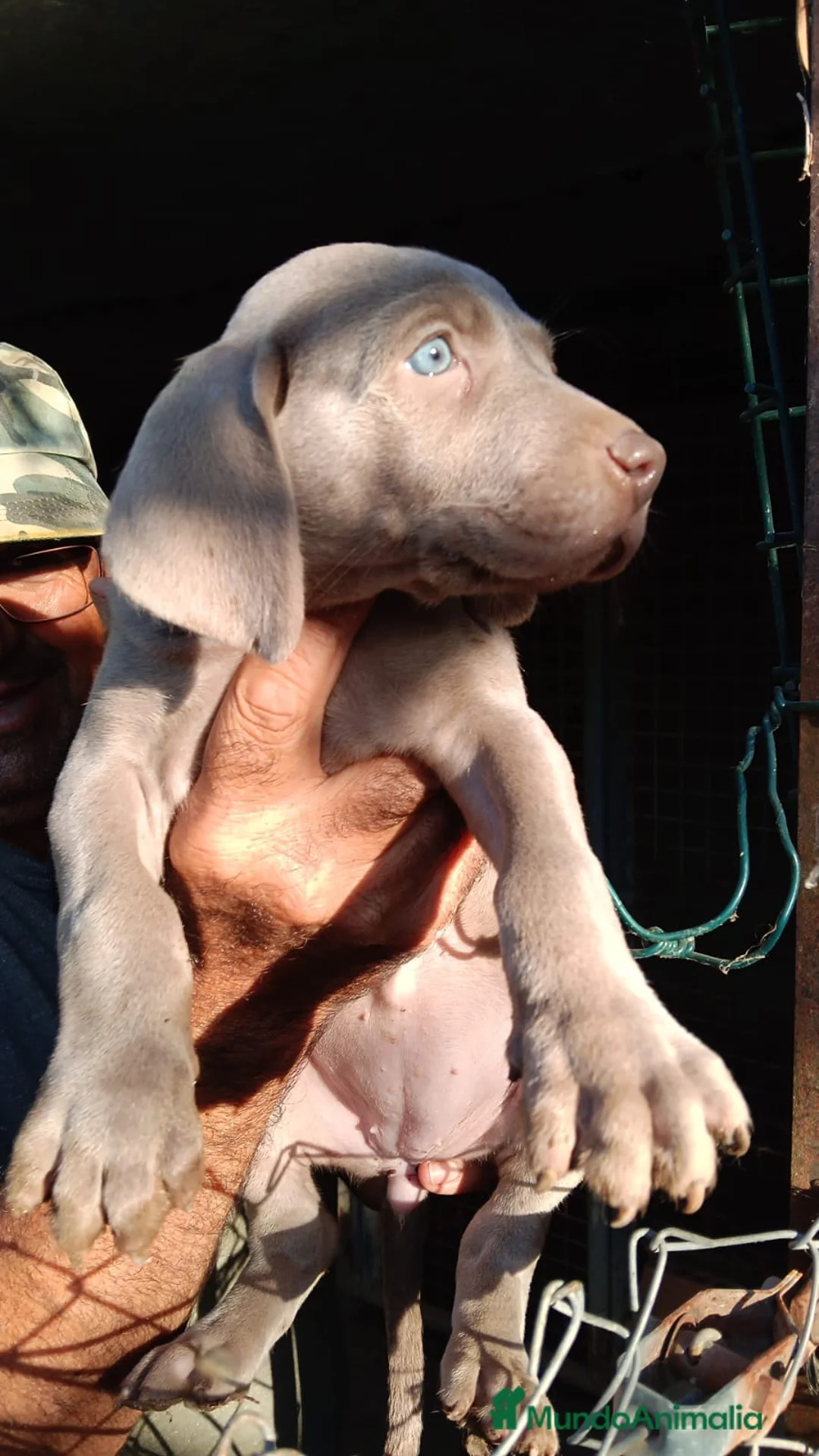 Weimaraner perros en venta: Cachorros Weimaraner  - Anuncio 5