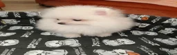 Pomerania perros en venta: Pomerania Toy - Anuncio 4