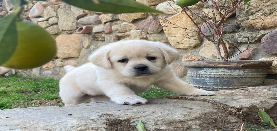 Imagen de galería {{count}}