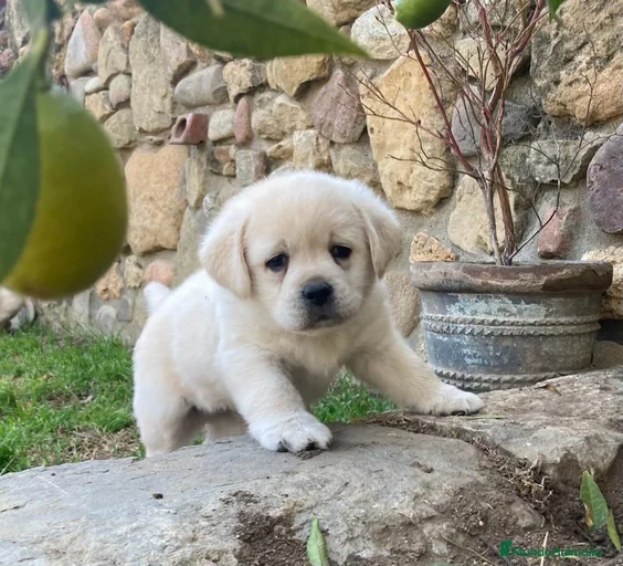 Imagen de galería {{count}}