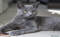 Azul Ruso gatos en venta: Azul ruso  - Imagen 4