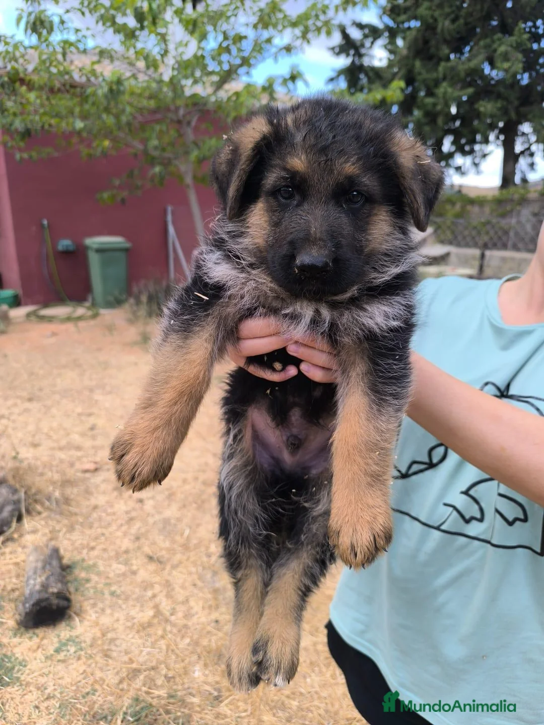 Pastor Alemán perros en venta: Pastores alemanes de calidad  - Anuncio 1