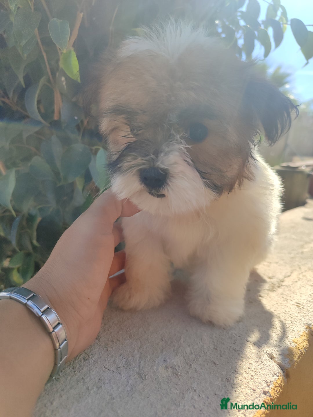 Raza Mixta perros en venta: Cachorrita Malvi - Imagen 7