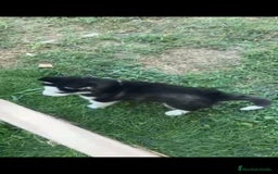 Husky Siberiano perros en venta: Último cachorro de Husky siberiano!! - Imagen 6