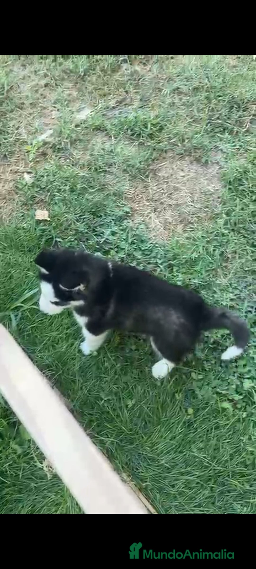 Husky Siberiano perros en venta: Último cachorro de Husky siberiano!! - Imagen 6