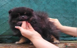 Pomerania perros en venta: Hembrita Black and tan  - Imagen 2