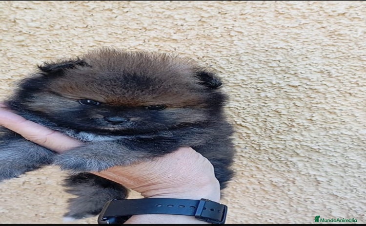 Pomerania perros - Anuncio 5