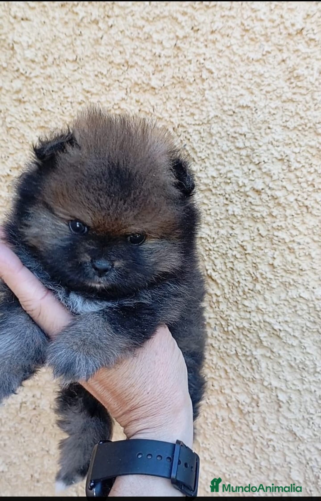 Pomerania perros en venta: Último cachorro de Pomerania cara de oso!! - Imagen 1