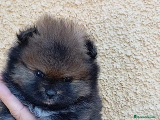 Pomerania perros - Anuncio 22