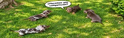 Teckel Miniatura perros en venta: TECKELS MINIATURAS PRECIOSA CAMADA  - Anuncio 1