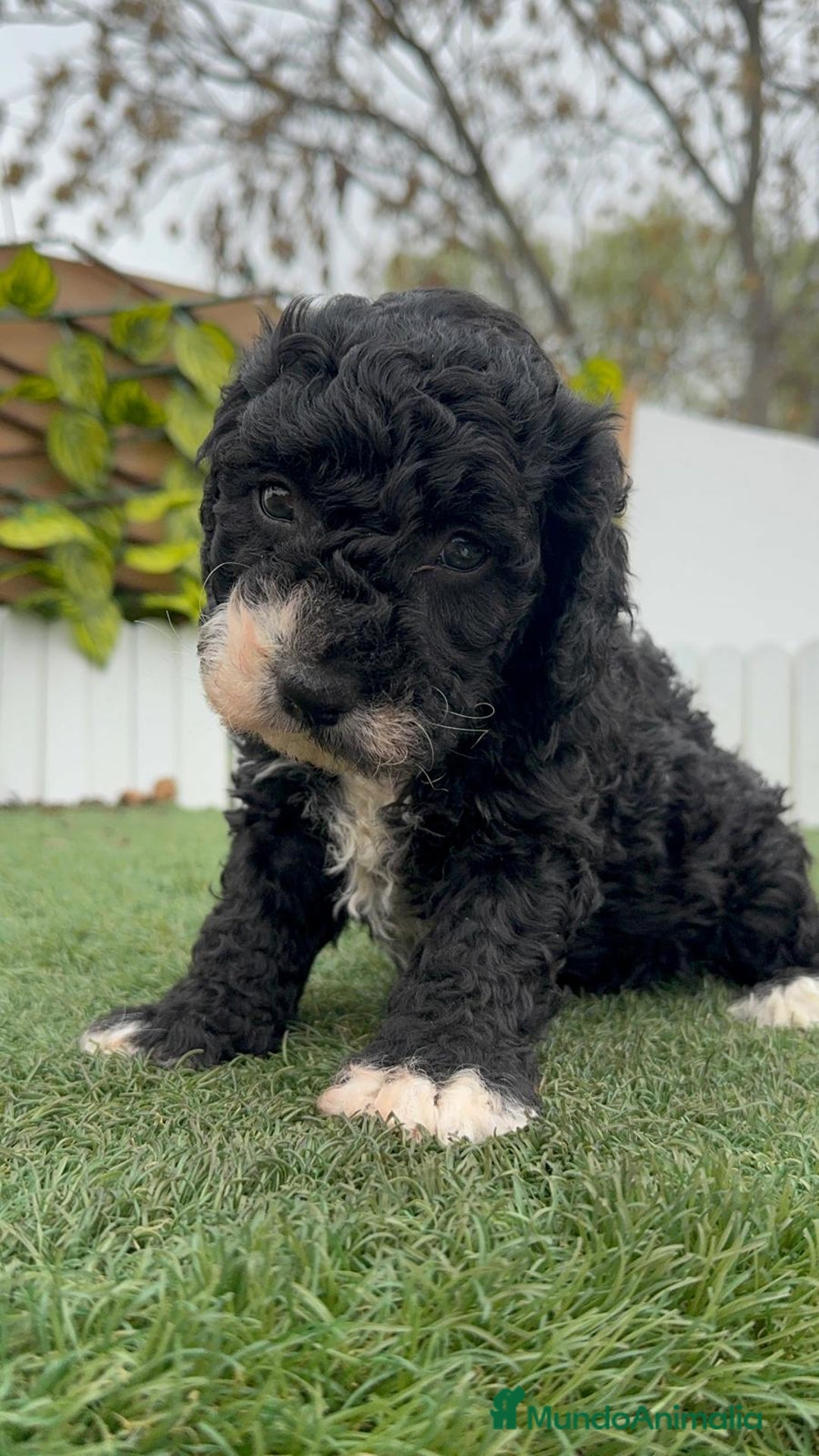 Perro de Agua Español perros en venta: PERRO DE AGUA HEMBRA RABONA - Anuncio 13