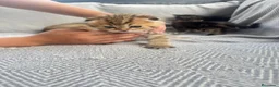 Británico de Pelo Corto gatos en venta: Gatos brithish  - Anuncio 2
