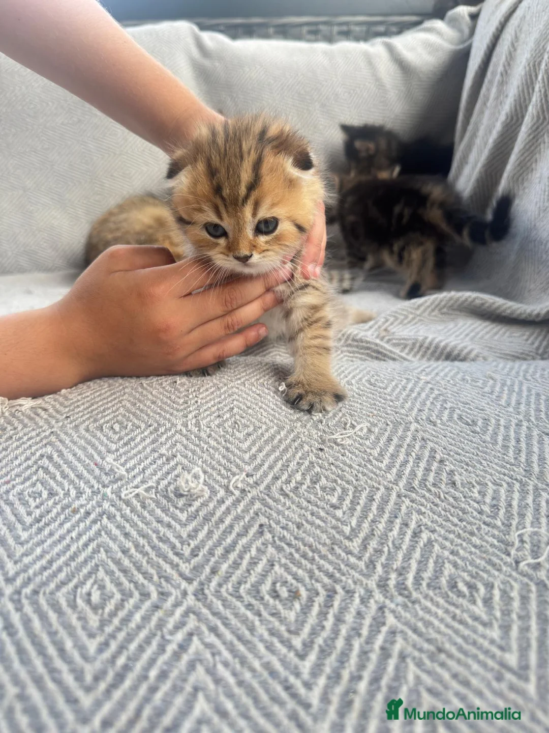 Británico de Pelo Corto gatos en venta: Gatos brithish  - Anuncio 2