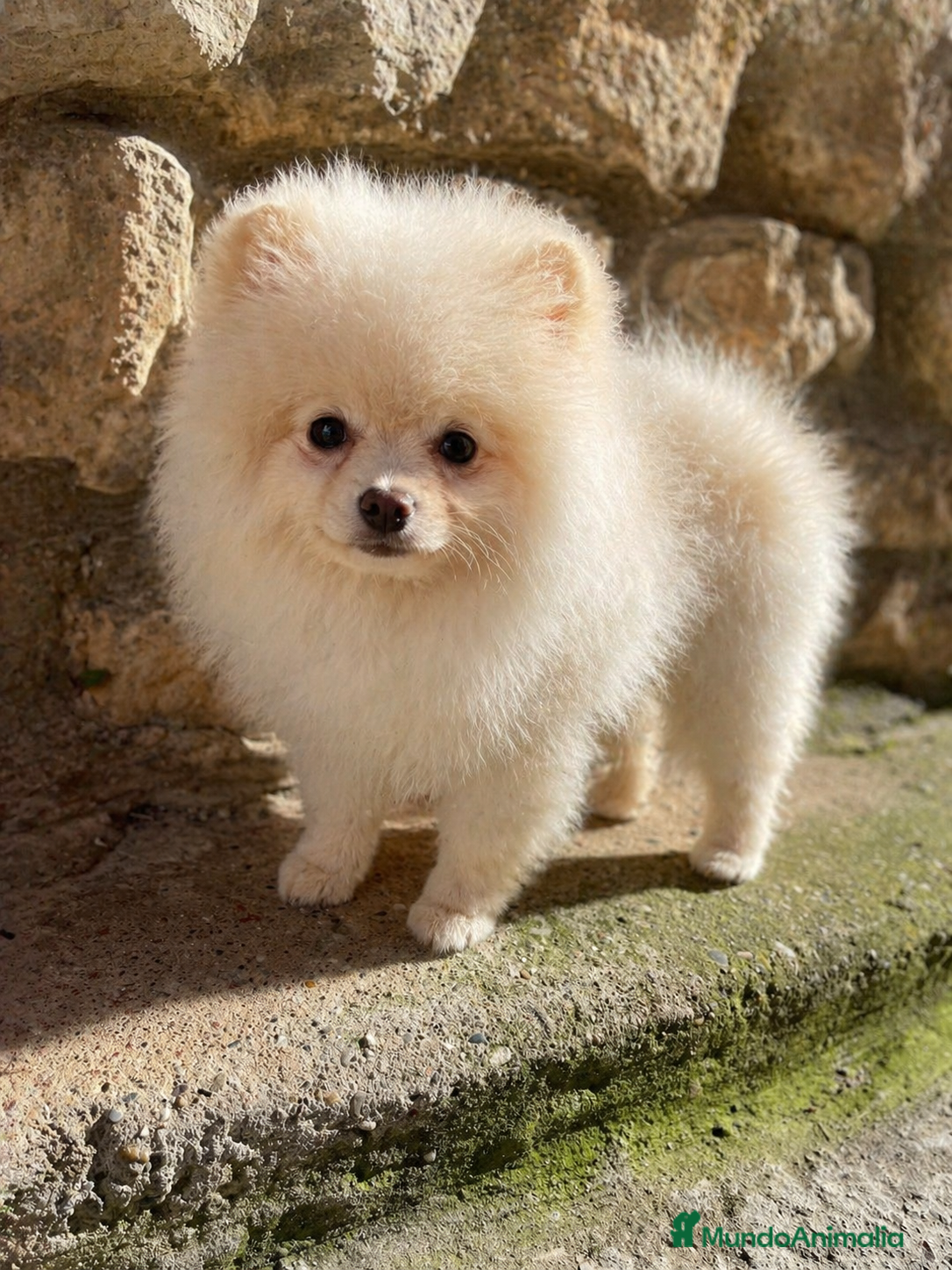 Pomerania perros Pomerania hembra  - Anuncio 22