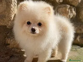 Pomerania perros Pomerania hembra - Anuncio 22