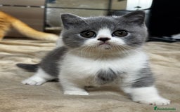 Británico de Pelo Corto gatos en venta: Cachorro british bicolor azul - Imagen 5