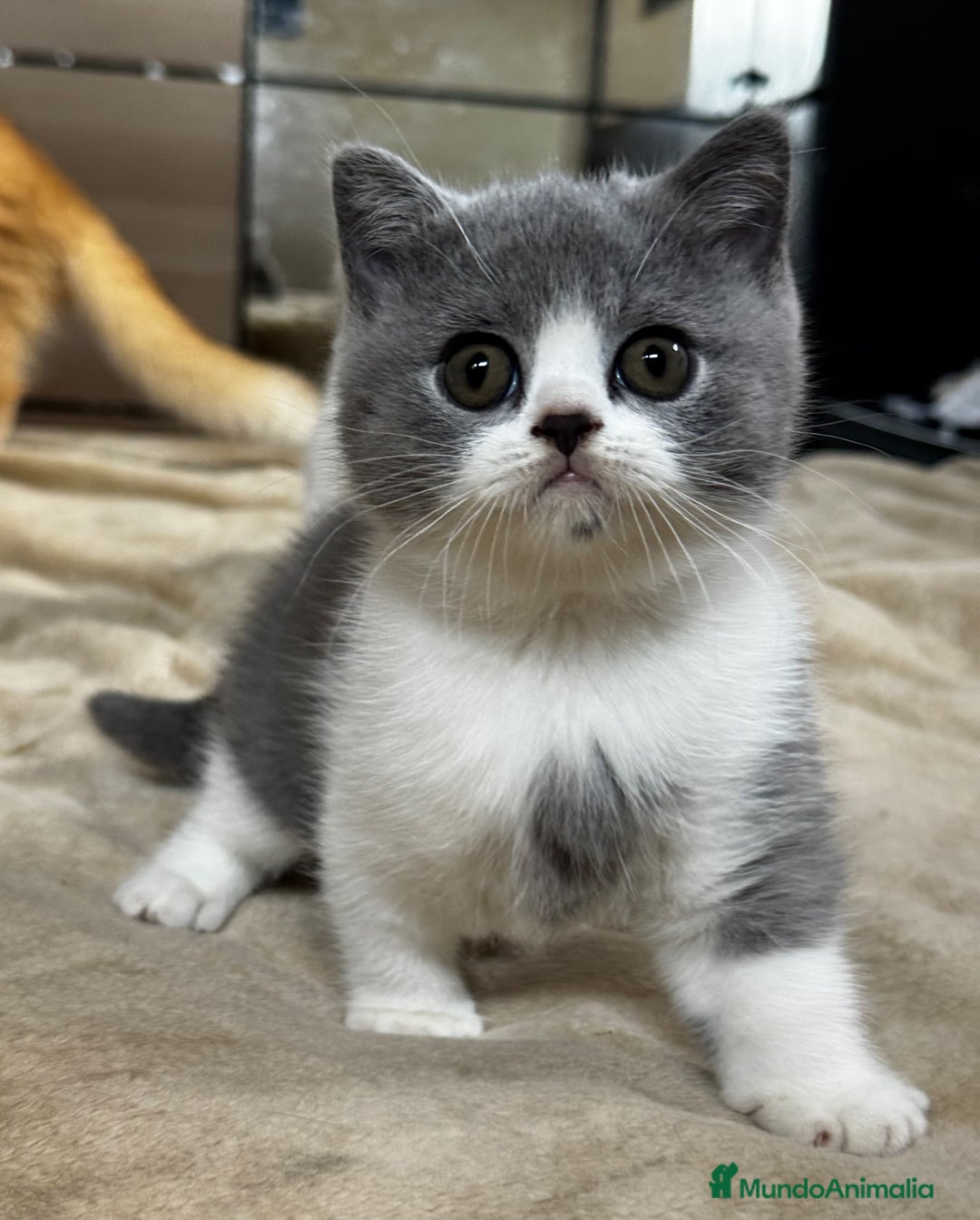 Británico de Pelo Corto gatos en venta: Cachorro british bicolor azul - Imagen 5