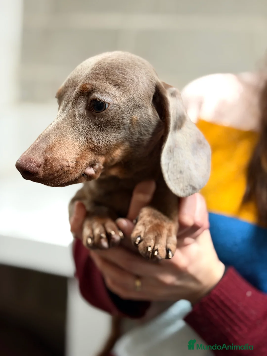 Teckel Miniatura perros en venta: Teckel Lilac  - Anuncio 6