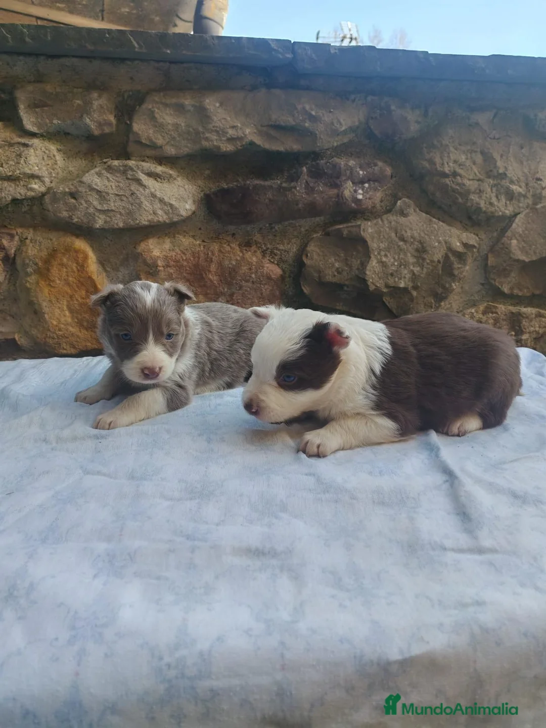 Border Collie perros en venta: BORDER COLLIE LILAC MACHO - Anuncio 1