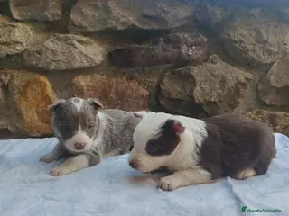 Border Collie perros BORDER COLLIE LILAC MACHO - Anuncio 4