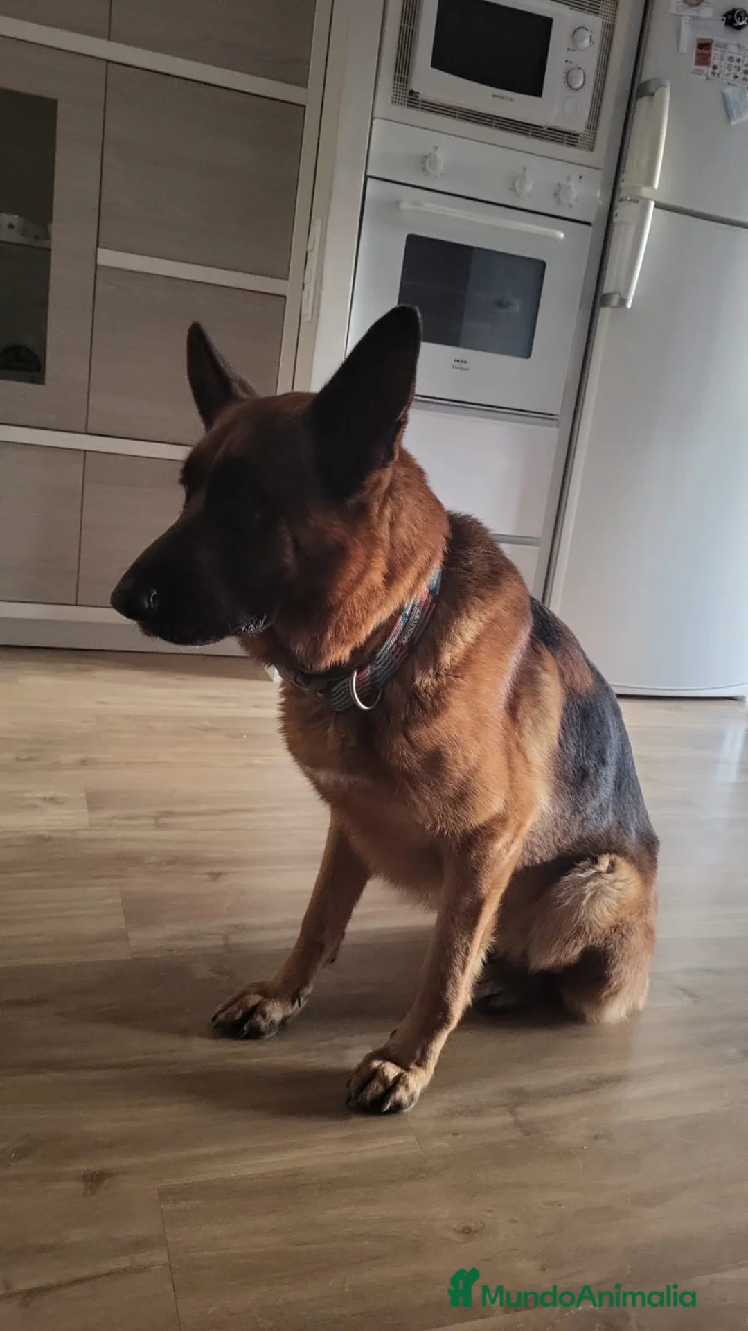 Pastor Alemán perros en venta: CAMADA DE PASTOR ALEMANY - Anuncio 2