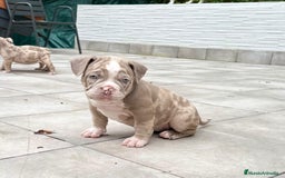 American Bully perros en venta: American bully bebés preciosos - Imagen 14