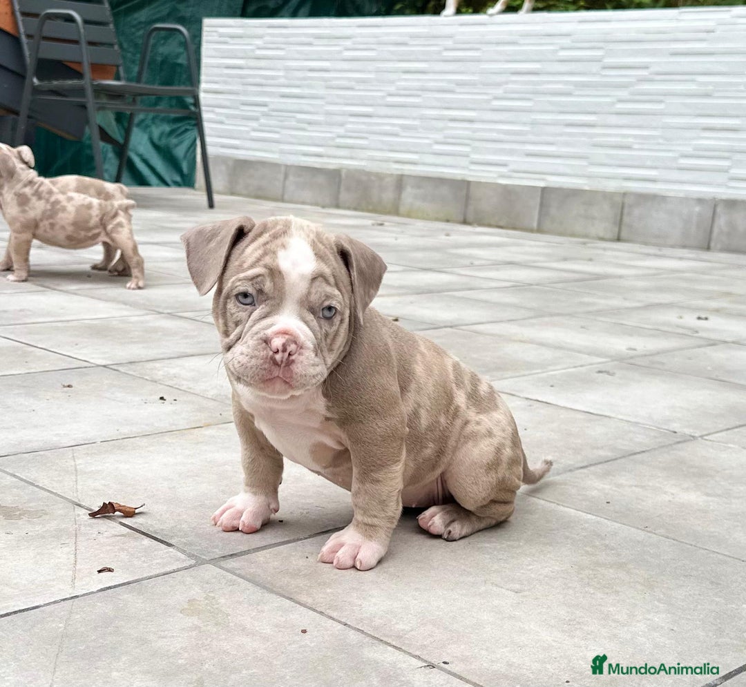 American Bully perros en venta: American bully bebés preciosos - Imagen 14