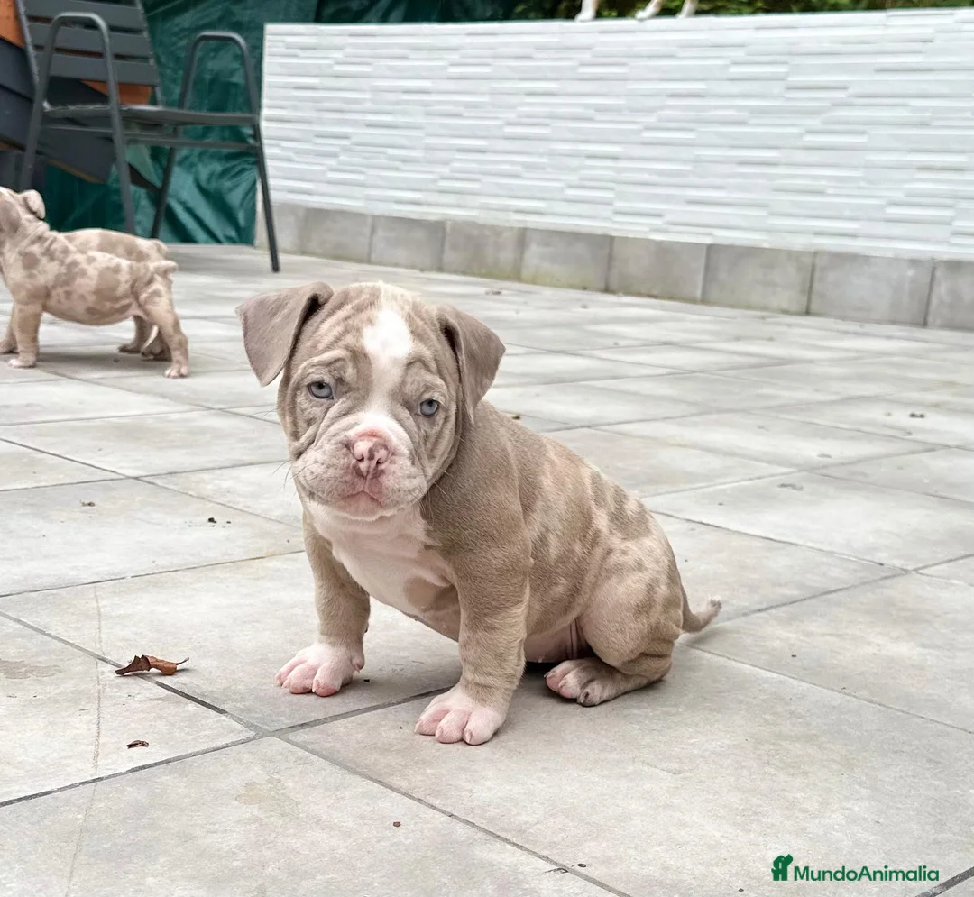 American Bully perros en venta: American bully bebés preciosos - Anuncio 14